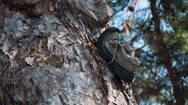 Shoe nailed to a tree