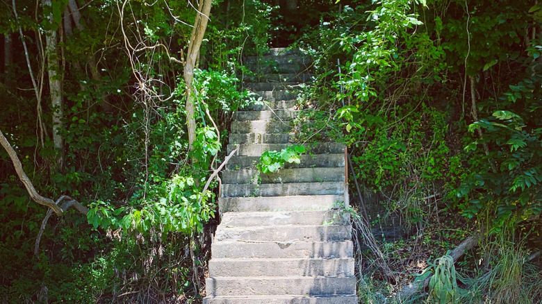 Stone stairs in forest leading nowhere