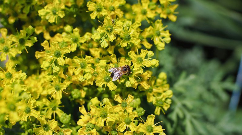 Bee crawling on rue plant