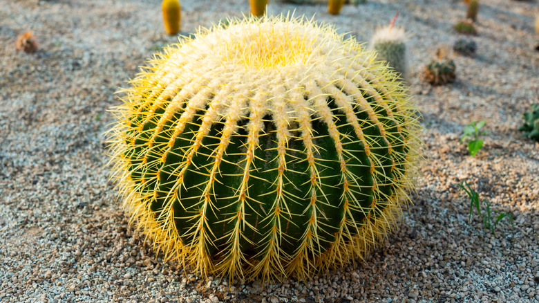 Golden barrel cactus growing in a xeriscaped area