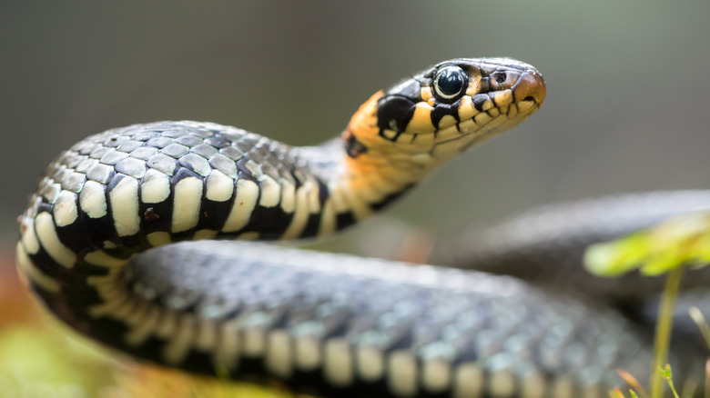 Snake coiled up in yard