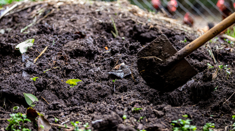 A shovel digging into a compost pile with rich, dark soil.