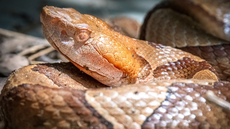 Close-up of copperhead snake coiled