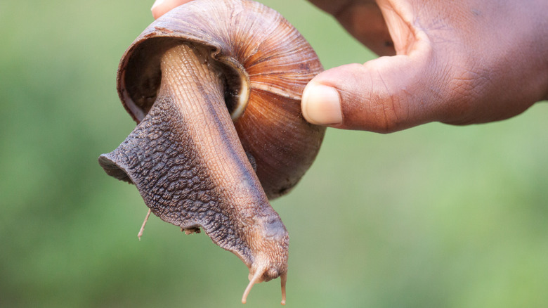 man holds a giant African snail
