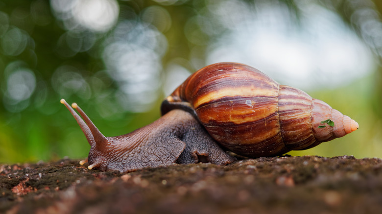 giant African snail crawls on garden soil
