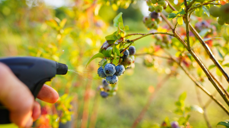 Spraying a blueberry bush with bird-deterring liquid