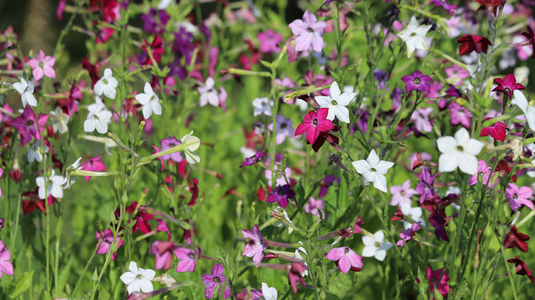 Nicotiana alata in bloom with colors of white, pink, and purple in a field.
