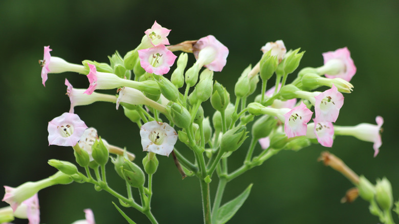 Ornamental pink and white tobacco flowers