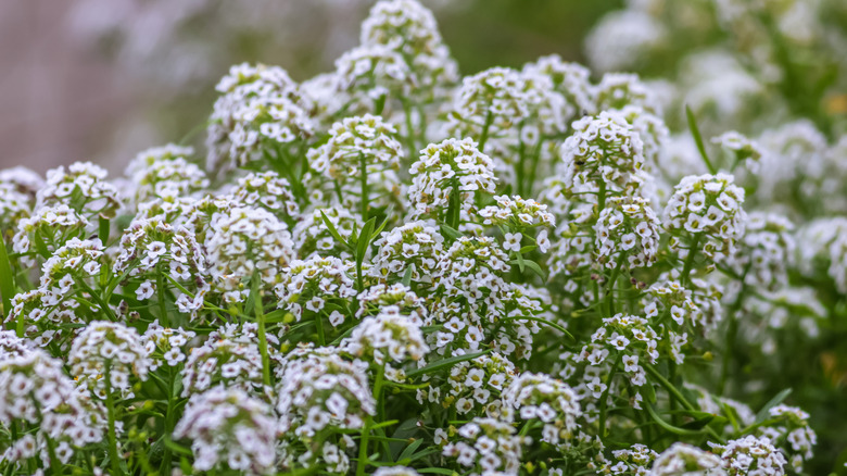 Close-up on sweet alyssum