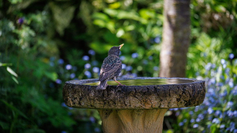 Birdbath in garden with starling