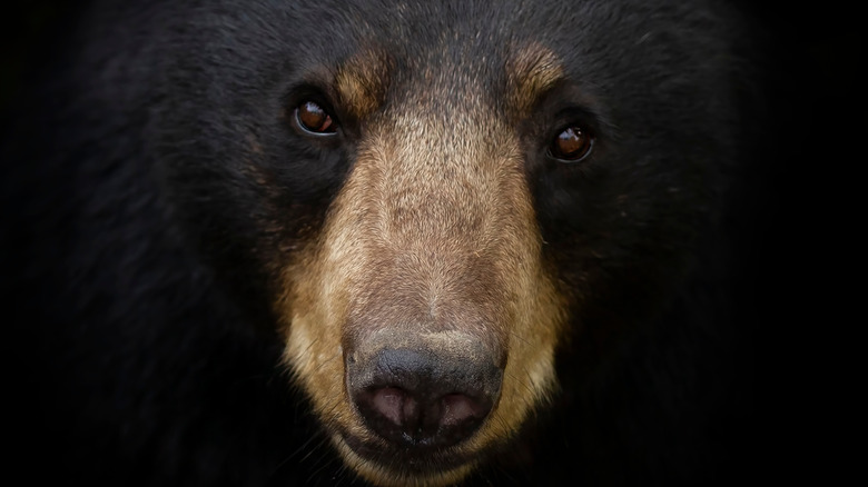 Face of a black bear