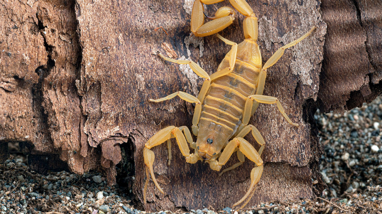 bark scorpion up close