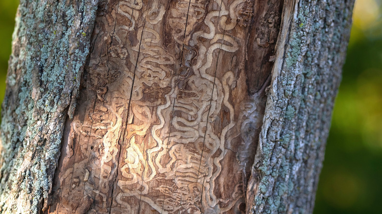 the s-shaped tracks left by ash borer larvae on the inner layer of a tree trunk