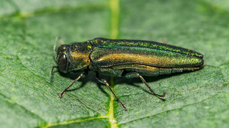 bright metallic green emerald ash borer beetle on a green leaf