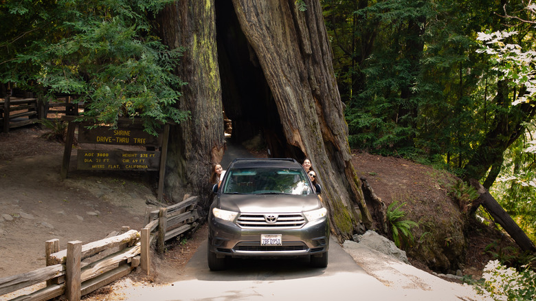 A Toyota SUV drives through a redwood tree in Humboldt Redwoods State Park