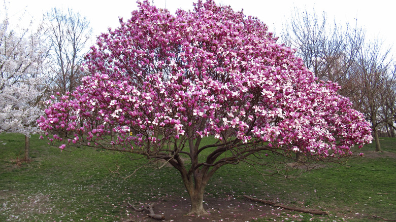 A magnolia tree with pink flowers