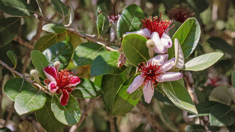 pineapple guava in bloom