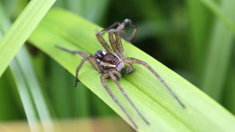 Spider on grass, close up