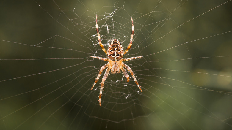 Common garden spider in its web