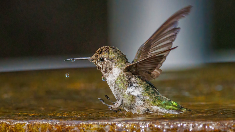 Anna's hummingbird in a bath