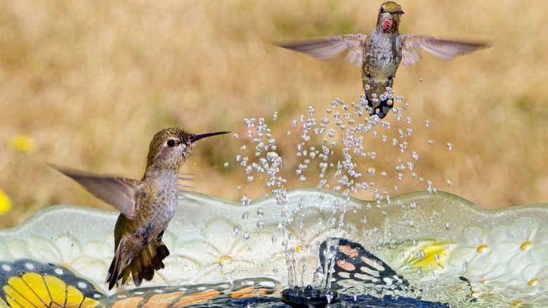 Anna's hummingbirds playing in the spray of a birdbath fountain