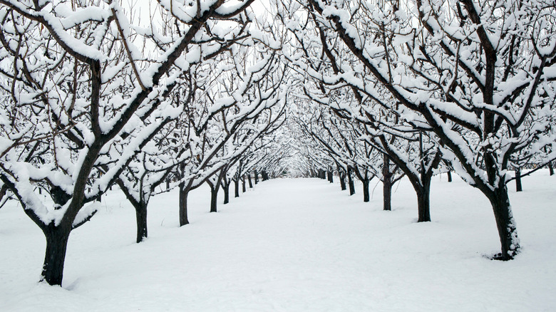 Orchard in winter with fresh snowfall covering the limbs and ground
