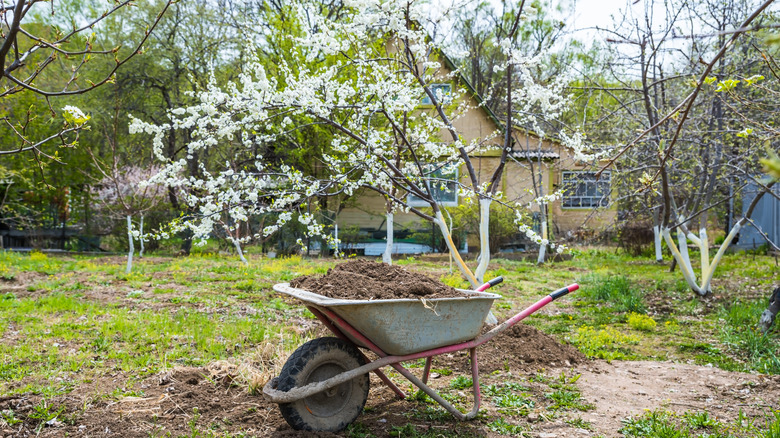 Backyard orchard in the spring with blossom and a wheel barrow full of soil