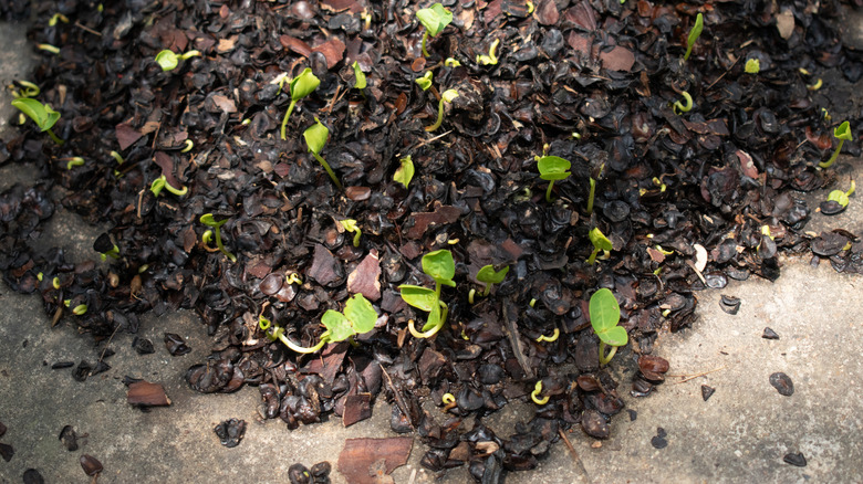 plants growing in cocoa mulch
