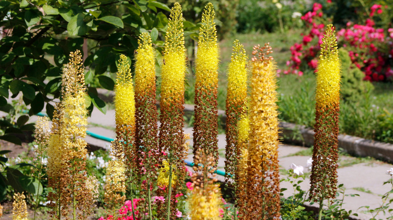 Foxtail lilies growing in a garden