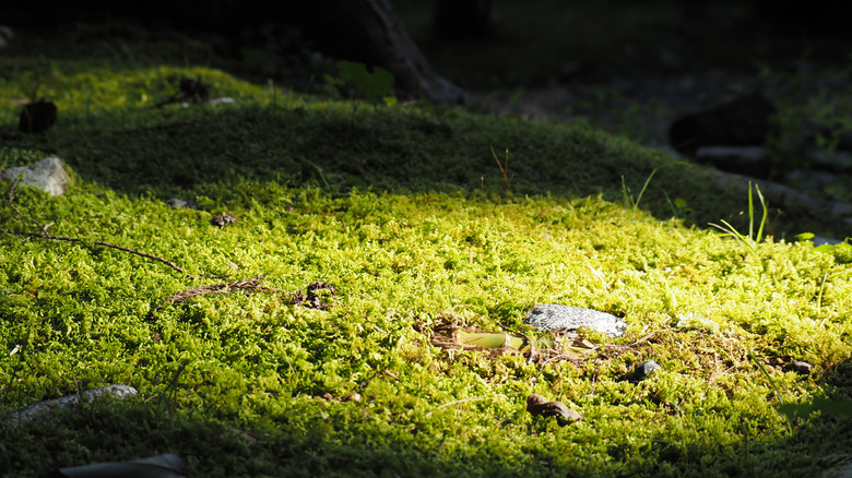 Garden moss growing in dappled shade