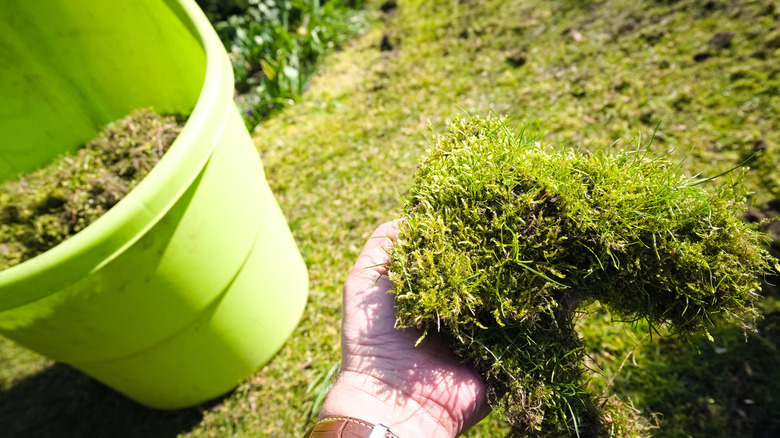 Hand holding moss above garden near bucket