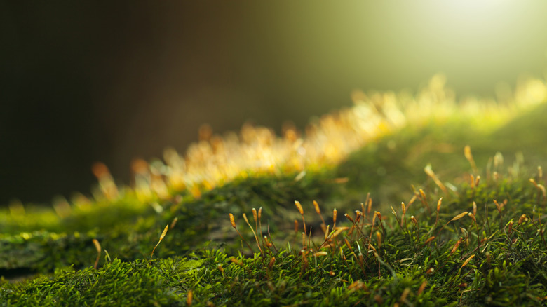 Lush short-growing moss up close