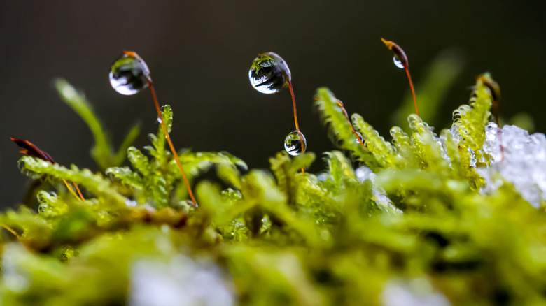 Moss fronds with droplets of water