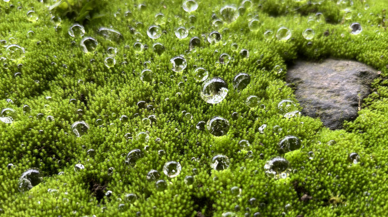 Raindrops on garden moss