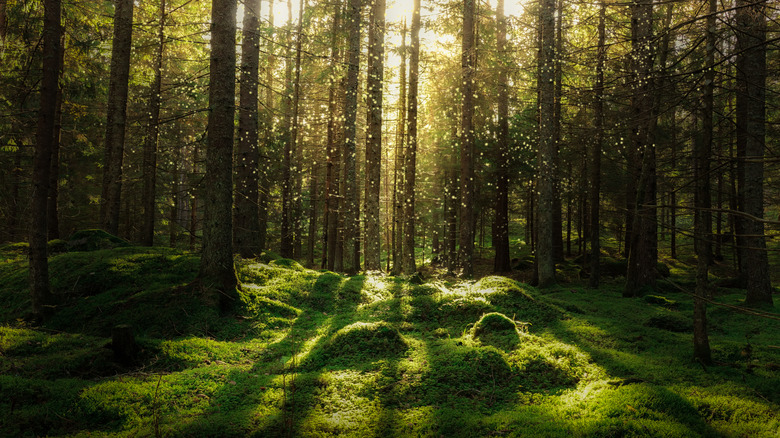 Mossy forest floor with sparkling sunlight