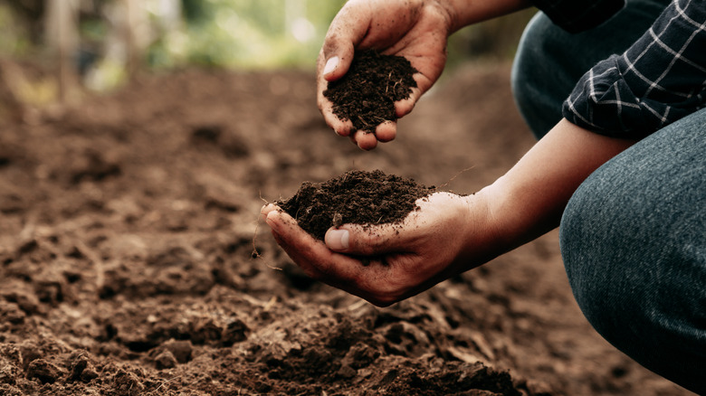 Hands inspecting soil health for garden