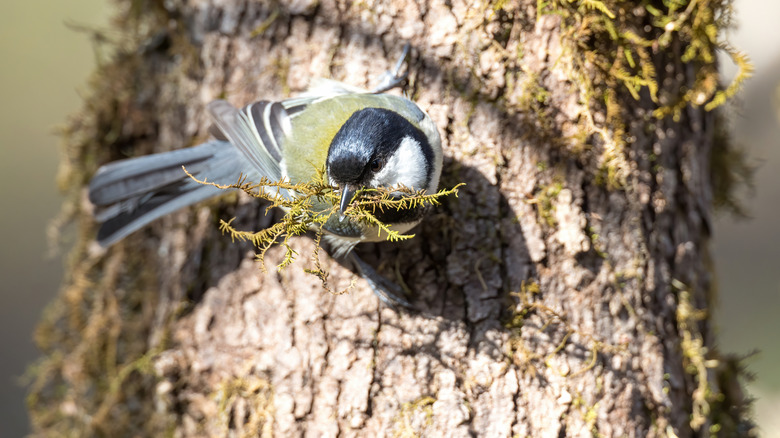 Bird with moss in its beak perched on tree