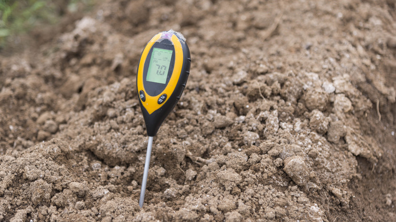pH meter measuring loose garden soil