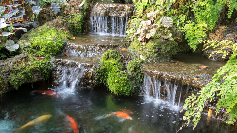 Fish pond with waterfall and mossy rocks