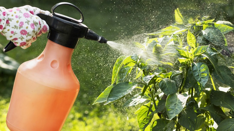 Hand with flowered gloves spraying fertilizer on plants