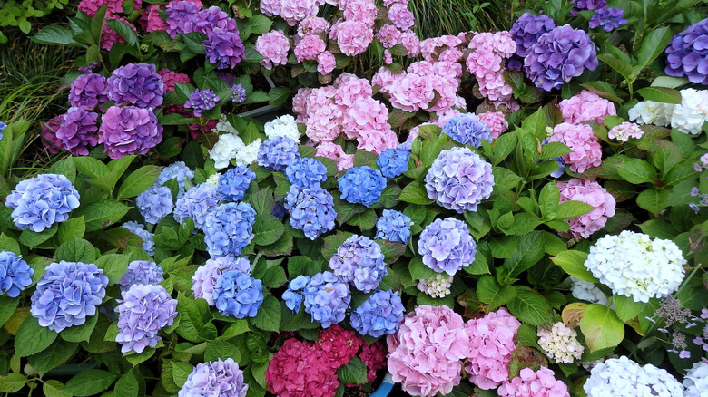 Hydrangeas of many colors
