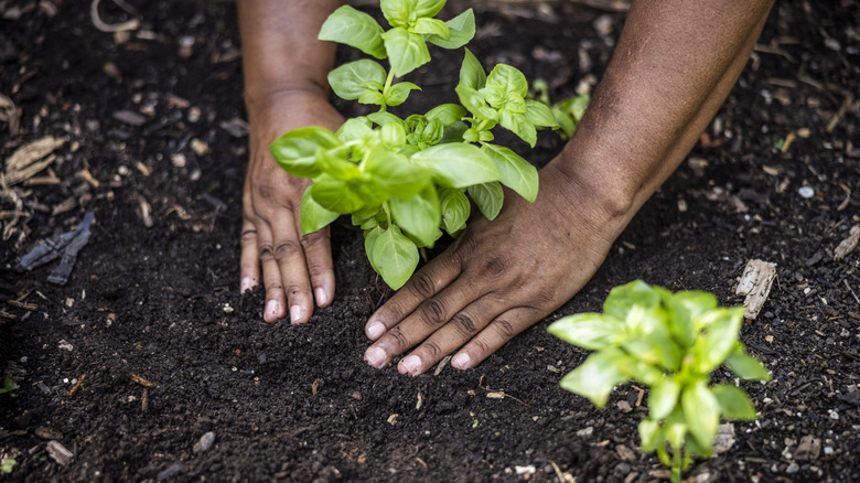 Person planting mint in fresh garden