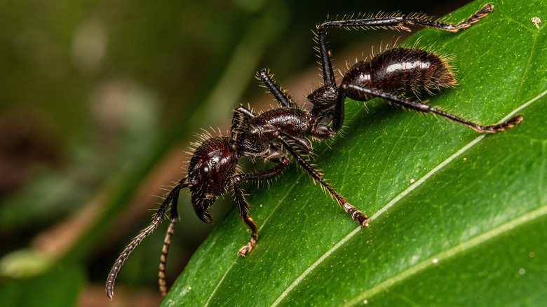 bullet ant on leaf