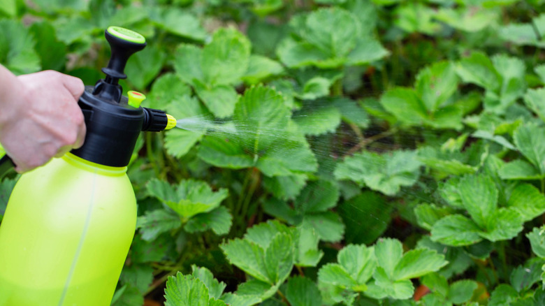 Person spraying fertilizer on strawberry plants