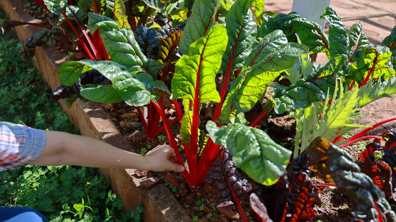 Hand harvesting Swiss chard from a garden