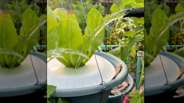 Paper plate in planter under lettuce leaves