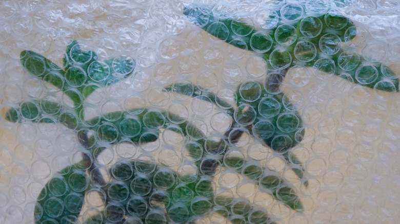 plants wrapped in bubble wrap