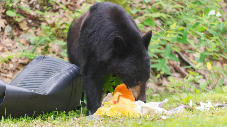 Black bear eating from trash can