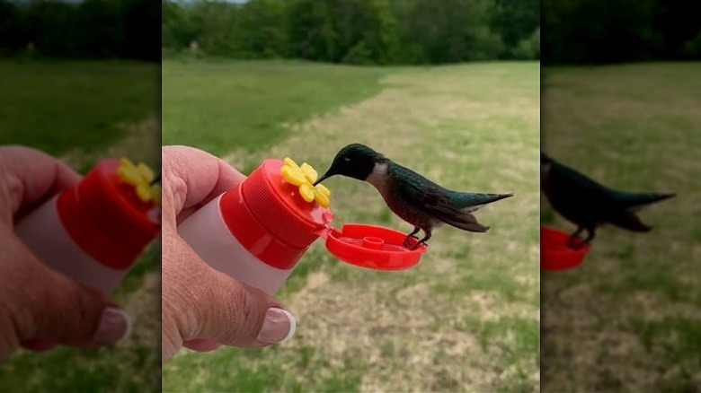 hummingbird feeder made from travel-sized dressing bottle