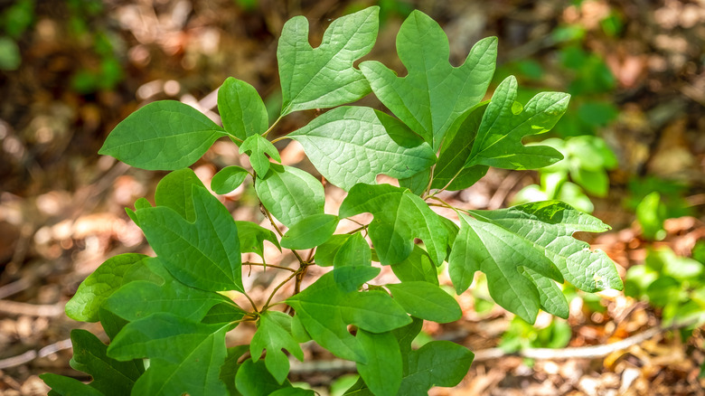 sassafras sapling